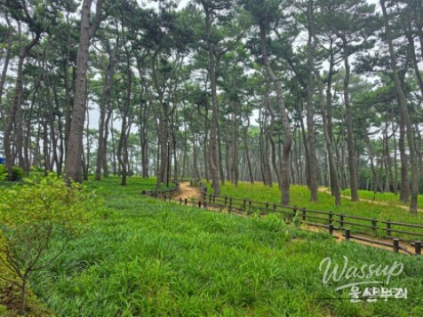 Exploring Daewangam Park: A Hidden Gem in Ulsan_04