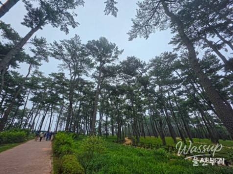 Exploring Daewangam Park: A Hidden Gem in Ulsan_03