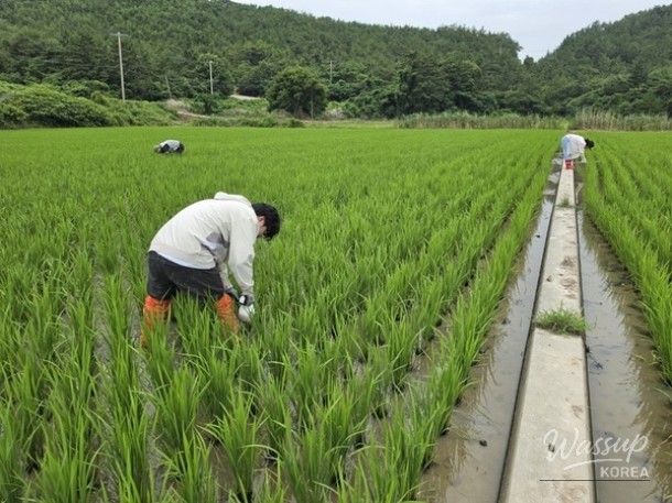 Focused Pest Control Period for Rice in Sinan-gun_02