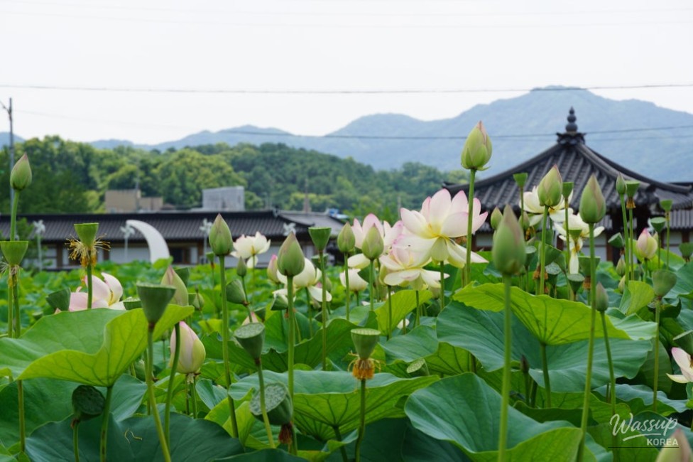 Discovering the Tranquil Beauty of Okcheon in Summer_20