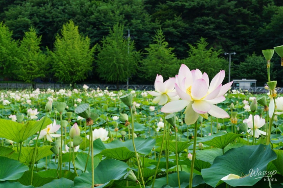 Discovering the Tranquil Beauty of Okcheon in Summer_16
