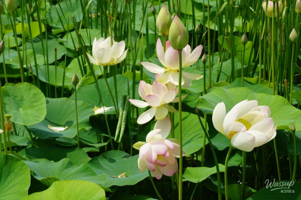 Discovering the Tranquil Beauty of Okcheon in Summer_19