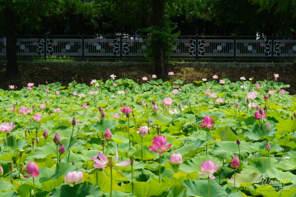 Discovering the Tranquil Beauty of Okcheon in Summer_14