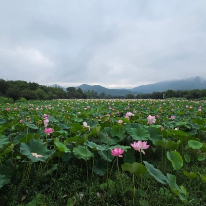 A Summer Stroll in Geochang Changpo Garden: A Healing Journey with Lotus Flowers4666