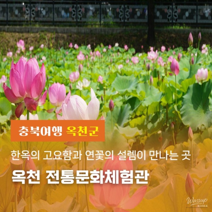 Discovering the Tranquil Beauty of Okcheon in Summer4675