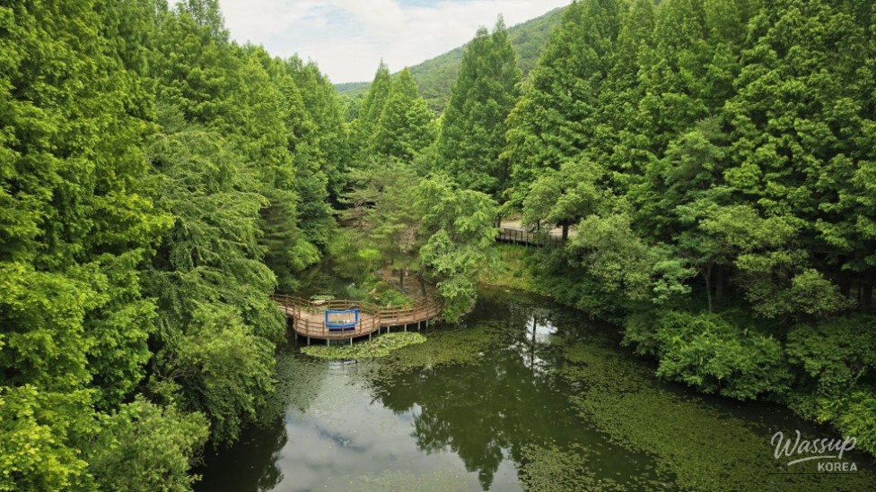 Exploring Cheongju's Midongsan Arboretum: A Free Nature Retreat_15