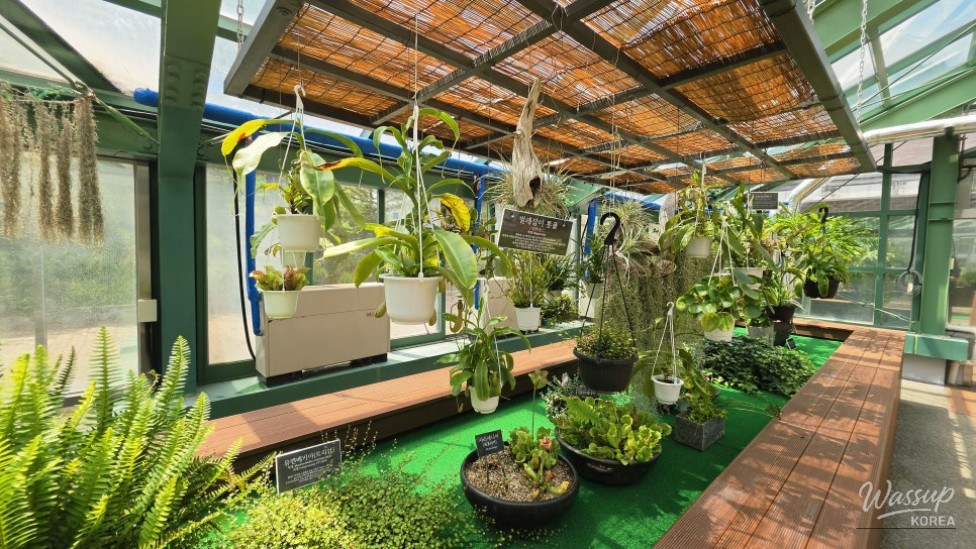 Exploring Cheongju's Midongsan Arboretum: A Free Nature Retreat_19
