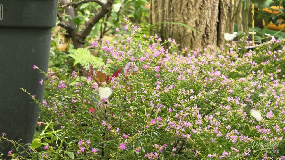 Exploring Cheongju's Midongsan Arboretum: A Free Nature Retreat_10