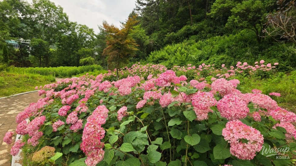 Exploring Cheongju's Midongsan Arboretum: A Free Nature Retreat_08
