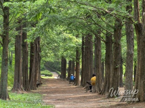 Top 5 Summer Hiking Trails in Seoul_10