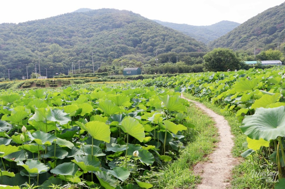 Discovering the Beauty of Gomnae Lotus Field_05