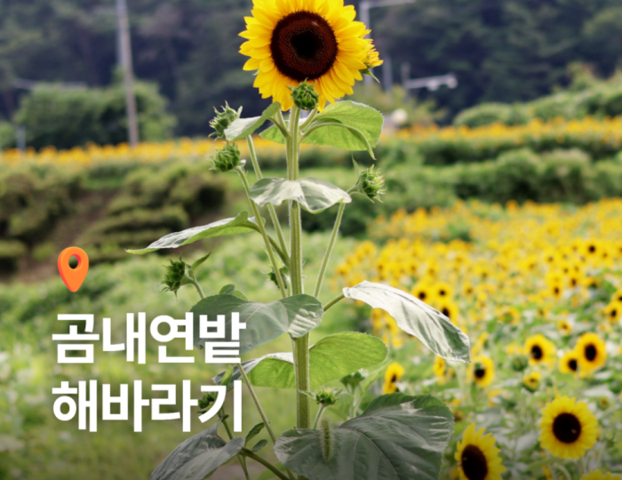 Discovering the Beauty of Gomnae Lotus Field float