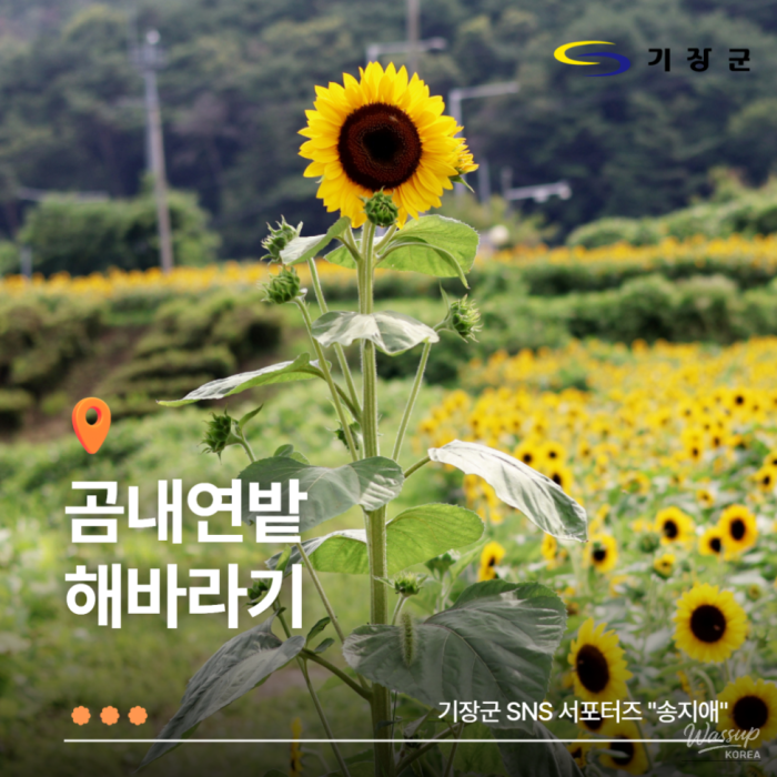Discovering the Beauty of Gomnae Lotus Field2262