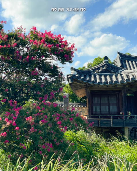 Discovering the Summer Beauty of Gyeongju's Seochulji_05