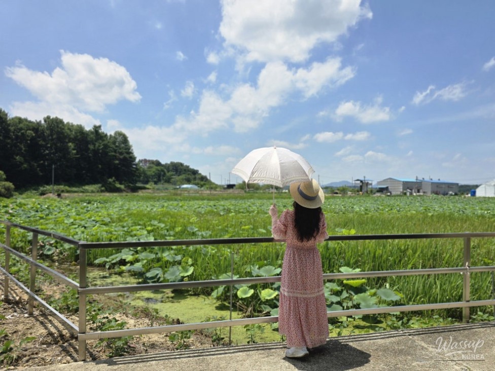 Exploring the Serene Beauty of Jincheon: A Summer Journey to Okdong Lotus Pond and Gilsangsa Temple_03