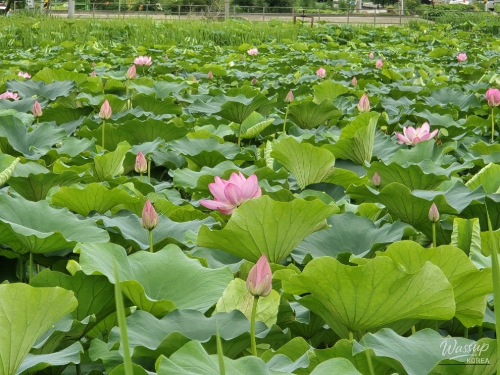 Exploring the Serene Beauty of Jincheon: A Summer Journey to Okdong Lotus Pond and Gilsangsa Temple_04