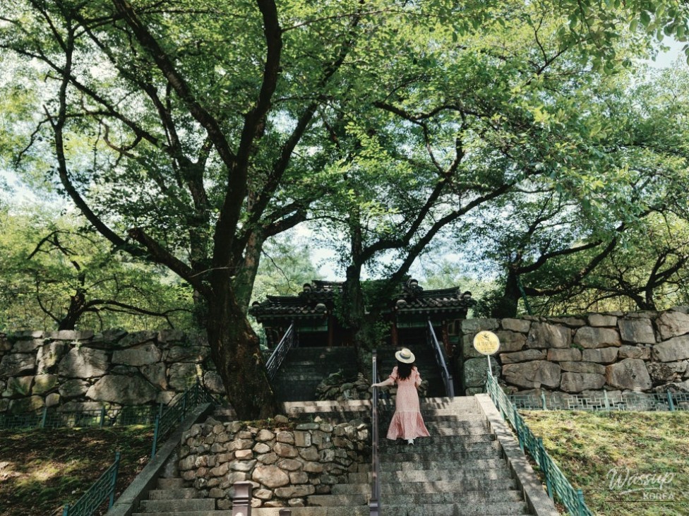 Exploring the Serene Beauty of Jincheon: A Summer Journey to Okdong Lotus Pond and Gilsangsa Temple_02
