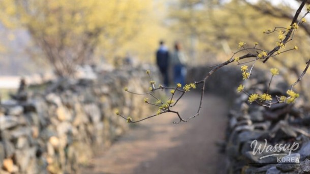 The Enchanting Beauty of Icheon Sansuyu Village in Spring_04