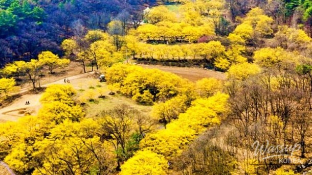 The Enchanting Beauty of Icheon Sansuyu Village in Spring_03