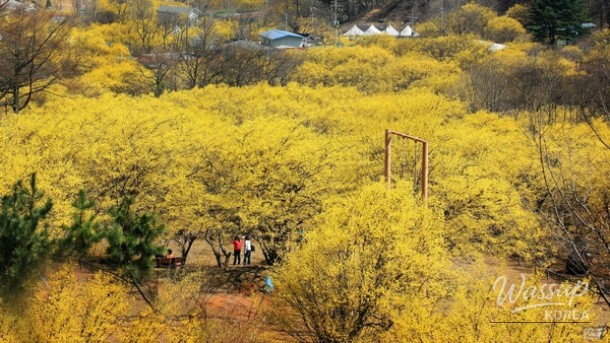 The Enchanting Beauty of Icheon Sansuyu Village in Spring_01