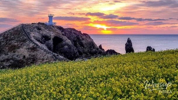 Explore the Stunning Canola Flower Fields of Sanbangsan, Jeju_02