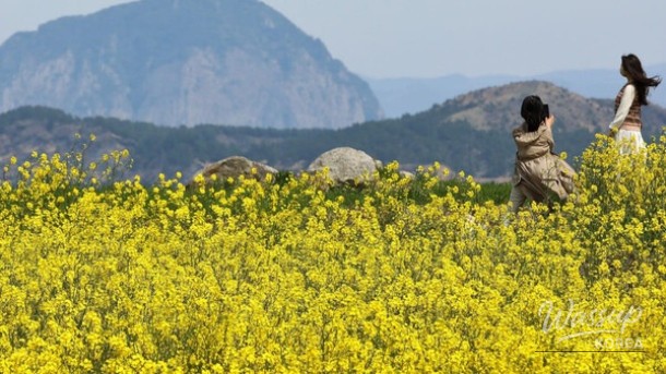 Explore the Stunning Canola Flower Fields of Sanbangsan, Jeju_01