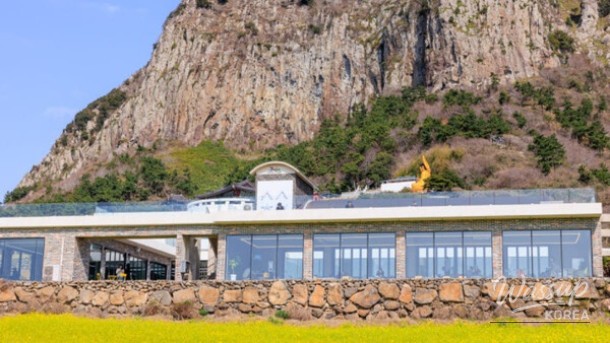 Explore the Stunning Canola Flower Fields of Sanbangsan, Jeju_04