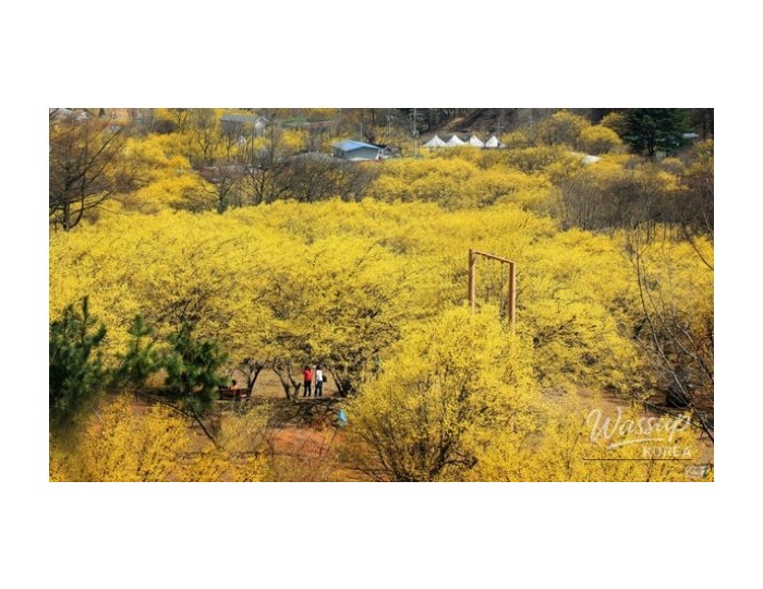 The Enchanting Beauty of Icheon Sansuyu Village in Spring float