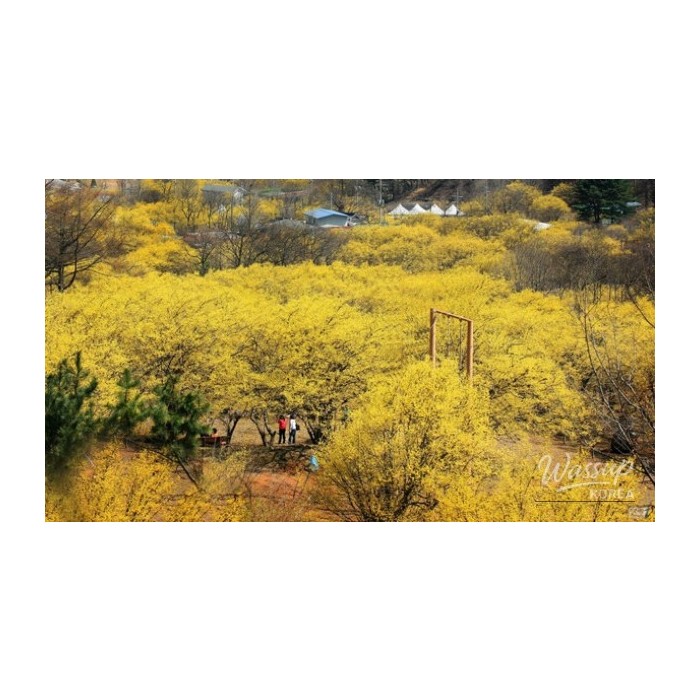 The Enchanting Beauty of Icheon Sansuyu Village in Spring4703