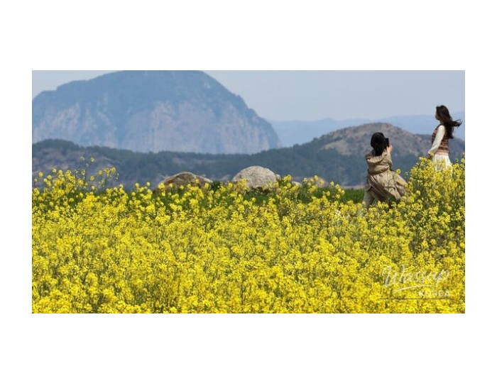 Explore the Stunning Canola Flower Fields of Sanbangsan, Jeju float