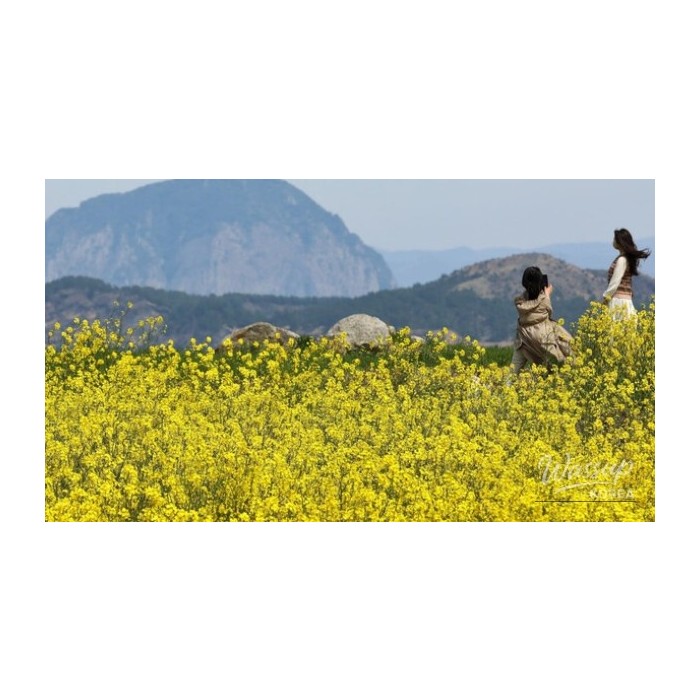 Explore the Stunning Canola Flower Fields of Sanbangsan, Jeju4704