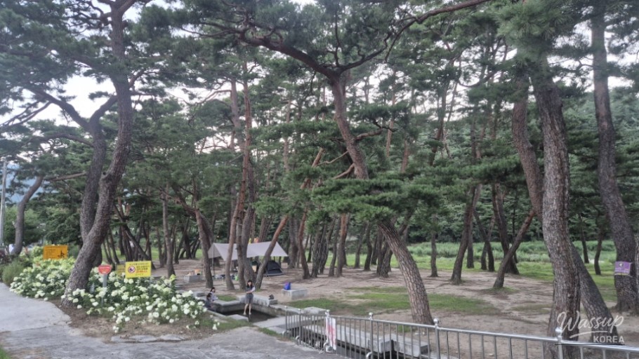 Discover the Refreshing Pine Forest of Geochang_04