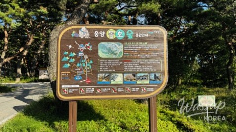 Discovering the Hidden Healing Spot: Dongho Forest in Geochang_07