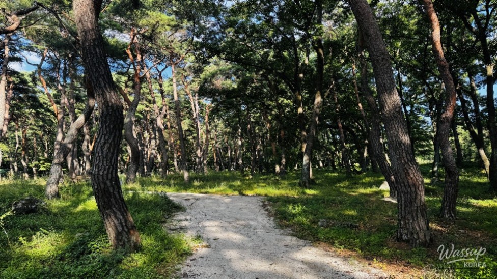 Discovering the Hidden Healing Spot: Dongho Forest in Geochang_27