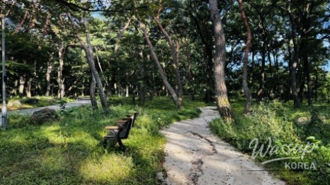 Discovering the Hidden Healing Spot: Dongho Forest in Geochang_11