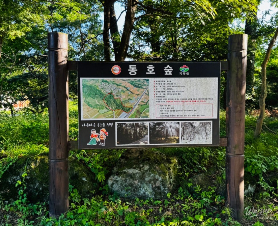 Discovering the Hidden Healing Spot: Dongho Forest in Geochang_28