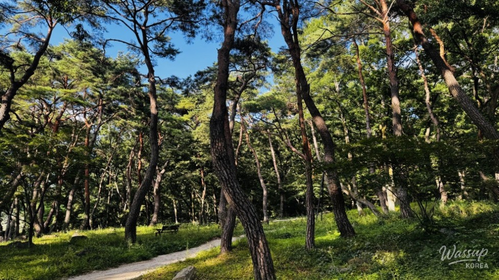 Discovering the Hidden Healing Spot: Dongho Forest in Geochang_10