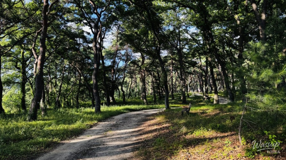 Discovering the Hidden Healing Spot: Dongho Forest in Geochang_09
