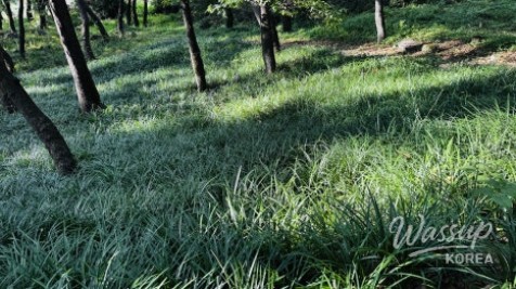 Discovering the Hidden Healing Spot: Dongho Forest in Geochang_17