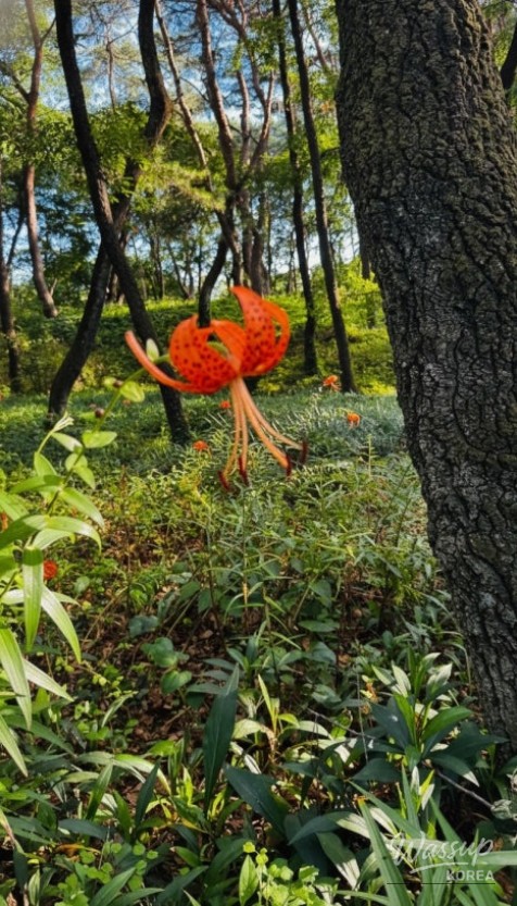 Discovering the Hidden Healing Spot: Dongho Forest in Geochang_13
