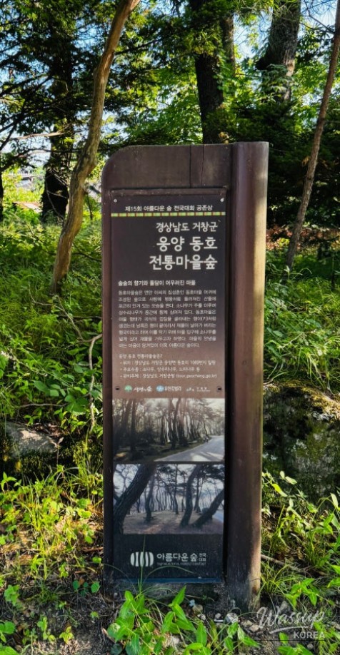 Discovering the Hidden Healing Spot: Dongho Forest in Geochang_29