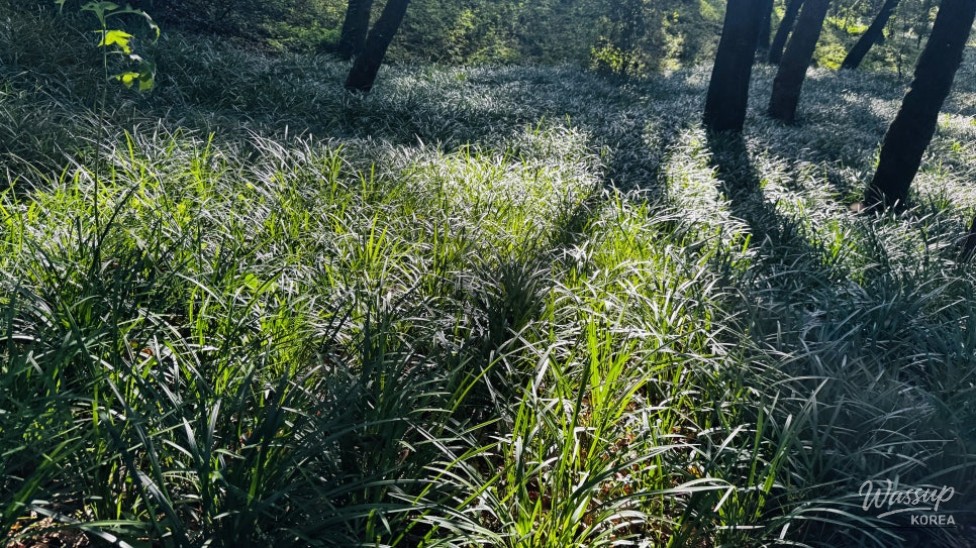 Discovering the Hidden Healing Spot: Dongho Forest in Geochang_20