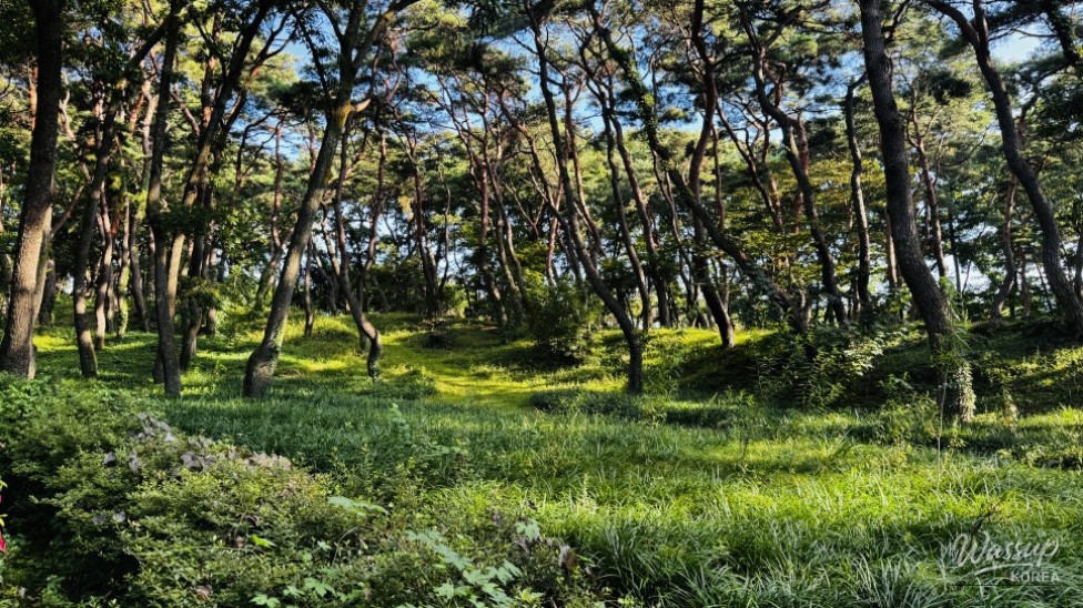 Discovering the Hidden Healing Spot: Dongho Forest in Geochang_19