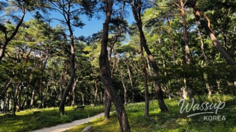 Discovering the Hidden Healing Spot: Dongho Forest in Geochang_12