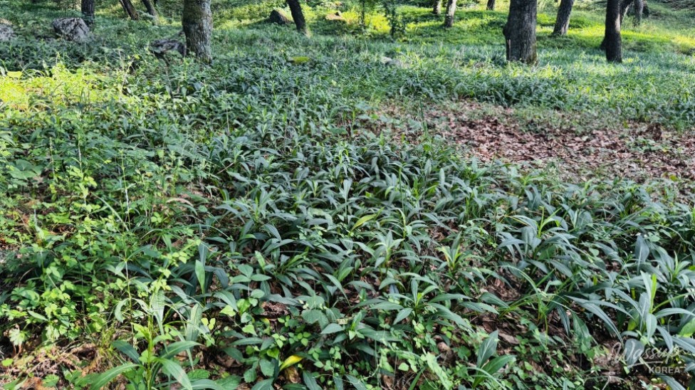 Discovering the Hidden Healing Spot: Dongho Forest in Geochang_15