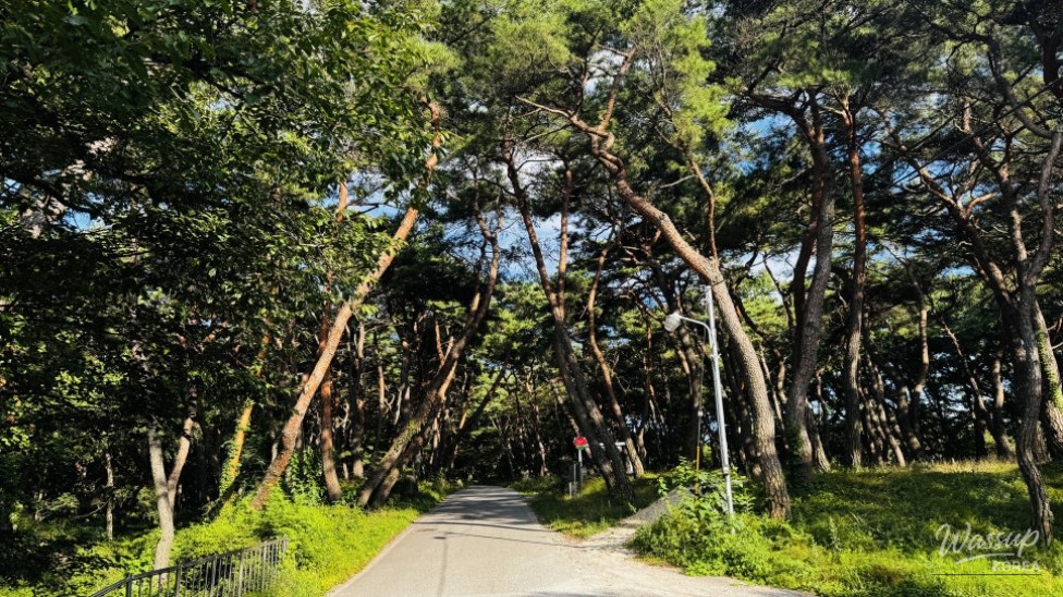 Discovering the Hidden Healing Spot: Dongho Forest in Geochang_01