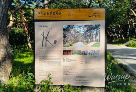 Discovering the Hidden Healing Spot: Dongho Forest in Geochang_06