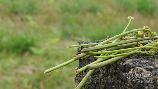 Spring Herb Festivals in Korea: A Delight for Nature Lovers_04