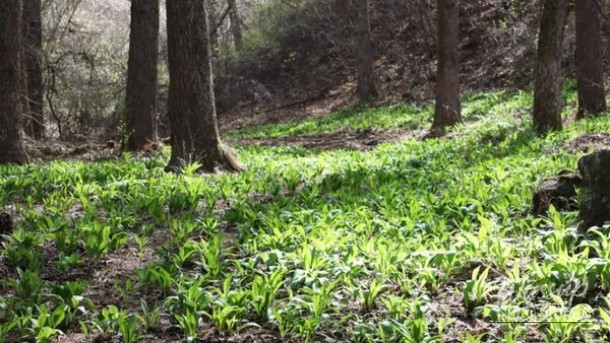 Spring Herb Festivals in Korea: A Delight for Nature Lovers_01