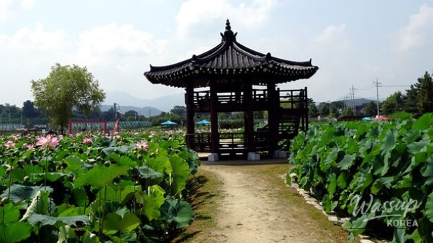 Spring Herb Festivals in Korea: A Delight for Nature Lovers_05